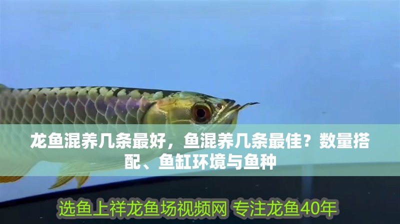 龍魚混養(yǎng)幾條最好，魚混養(yǎng)幾條最佳？數量搭配、魚缸環(huán)境與魚種