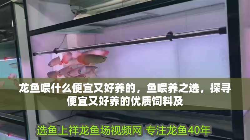 龍魚喂什么便宜又好養的，魚喂養之選，探尋便宜又好養的優質飼料及