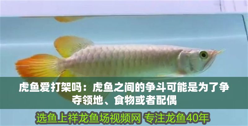 虎魚愛打架嗎：虎魚之間的爭斗可能是為了爭奪領地、食物或者配偶