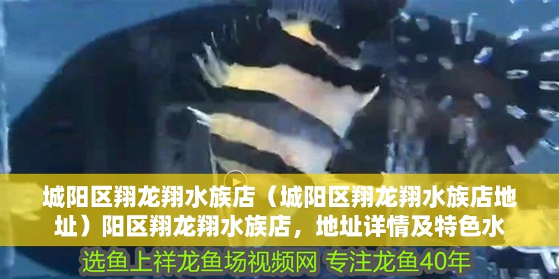 城陽區翔龍翔水族店（城陽區翔龍翔水族店地址）陽區翔龍翔水族店，地址詳情及特色水