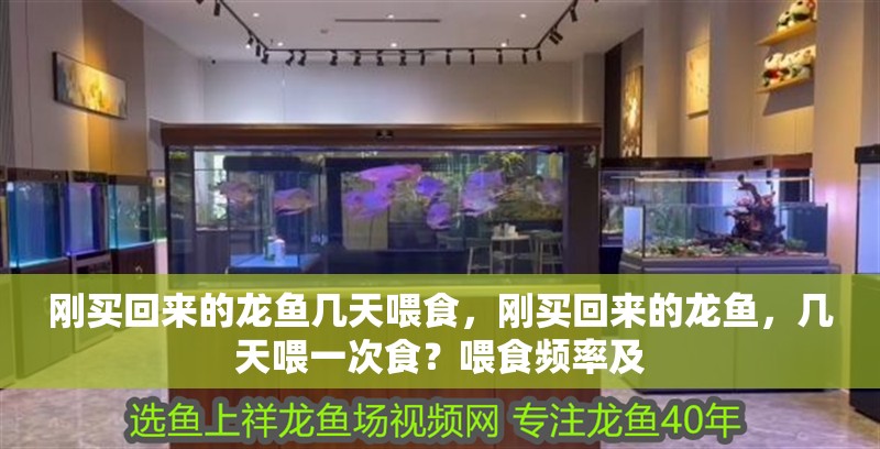 剛買回來的龍魚幾天喂食，剛買回來的龍魚，幾天喂一次食？喂食頻率及