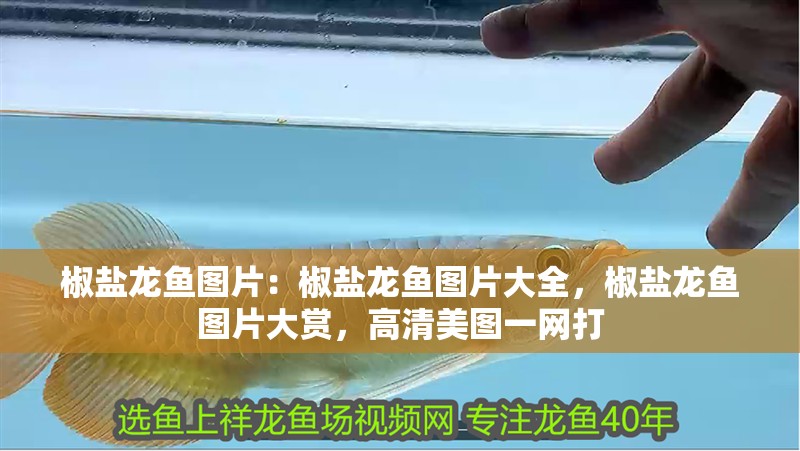 椒鹽龍魚圖片：椒鹽龍魚圖片大全，椒鹽龍魚圖片大賞，高清美圖一網(wǎng)打