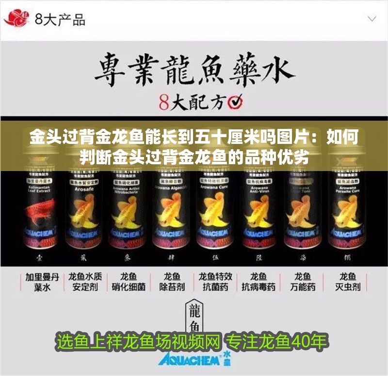 金頭過背金龍魚能長到五十厘米嗎圖片：如何判斷金頭過背金龍魚的品種優(yōu)劣