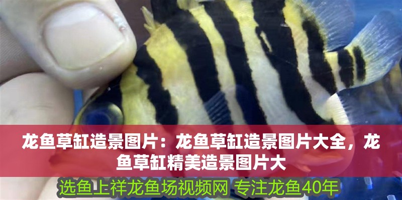 龍魚草缸造景圖片：龍魚草缸造景圖片大全，龍魚草缸精美造景圖片大