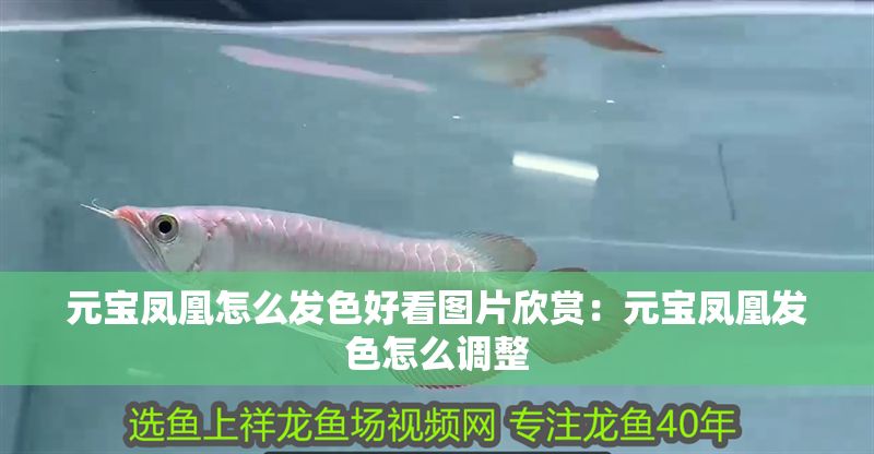 元寶鳳凰怎么發(fā)色好看圖片欣賞：元寶鳳凰發(fā)色怎么調(diào)整