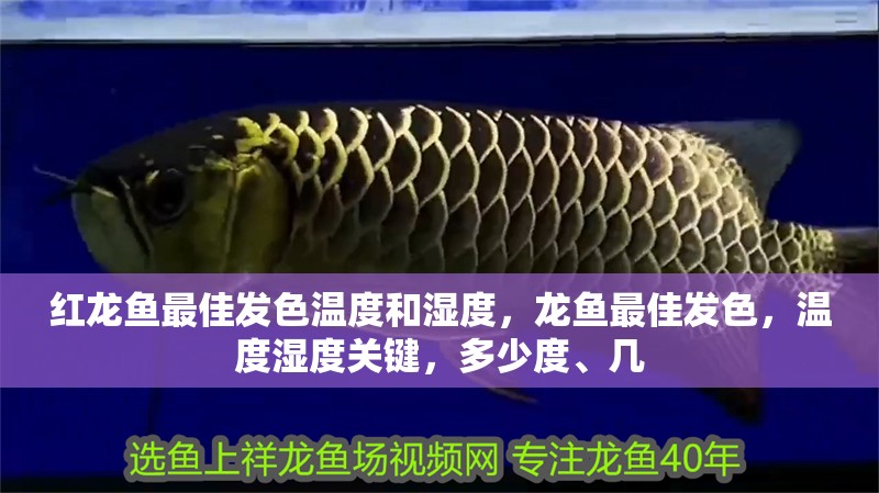 紅龍魚最佳發(fā)色溫度和濕度，龍魚最佳發(fā)色，溫度濕度關(guān)鍵，多少度、幾