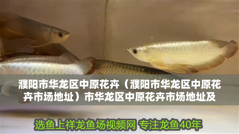 濮陽市華龍區中原花卉（濮陽市華龍區中原花卉市場地址）市華龍區中原花卉市場地址及 濮陽市華龍區中原花卉（濮陽市華龍區中原花卉市場地址）市華龍區中原花卉市場地址及 全國水族館企業名錄 第2張