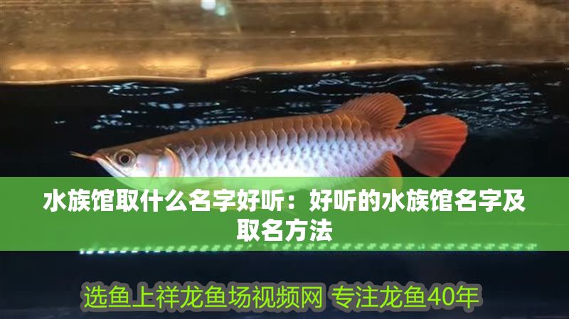 水族館取什么名字好聽：好聽的水族館名字及取名方法 水族館取什么名字好聽：好聽的水族館名字及取名方法 水族館百科（水族館加盟） 第1張