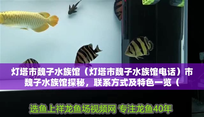 燈塔市魏子水族館（燈塔市魏子水族館電話）市魏子水族館探秘，聯系方式及特色一覽（ 燈塔市魏子水族館（燈塔市魏子水族館電話）市魏子水族館探秘，聯系方式及特色一覽（ 全國水族館企業名錄 第2張