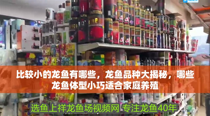 比較小的龍魚有哪些，龍魚品種大揭秘，哪些龍魚體型小巧適合家庭養殖 比較小的龍魚有哪些，龍魚品種大揭秘，哪些龍魚體型小巧適合家庭養殖 龍魚百科 第3張