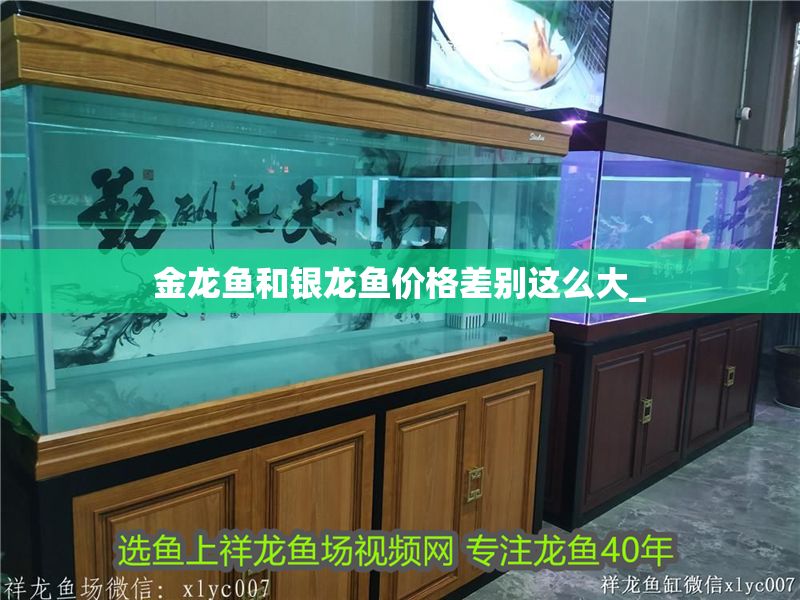 金龍魚和銀龍魚價格差別這么大_ 金龍魚和銀龍魚價格差別這么大_ 龍魚百科 第2張