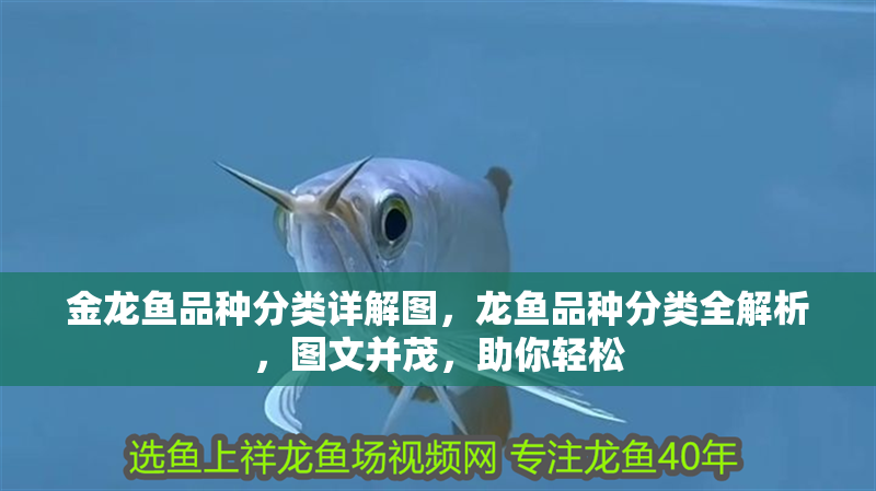 金龍魚(yú)品種分類(lèi)詳解圖，龍魚(yú)品種分類(lèi)全解析，圖文并茂，助你輕松