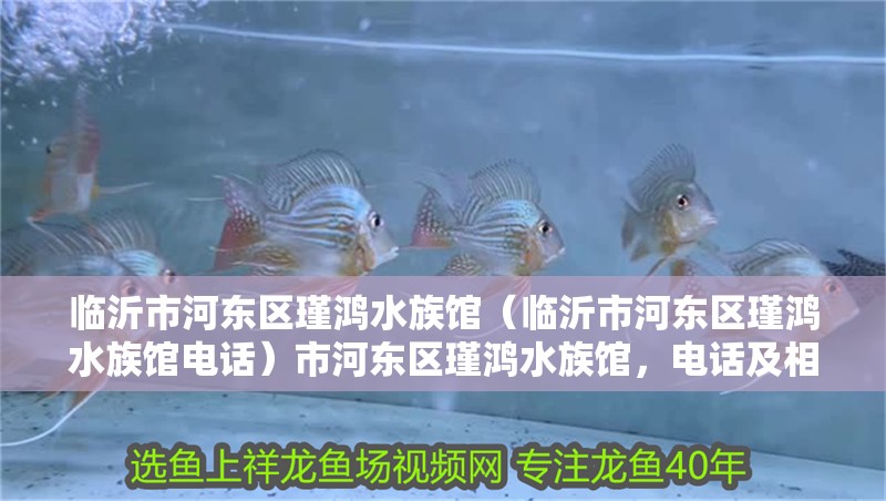 臨沂市河東區瑾鴻水族館（臨沂市河東區瑾鴻水族館電話）市河東區瑾鴻水族館，電話及相關信息全知曉