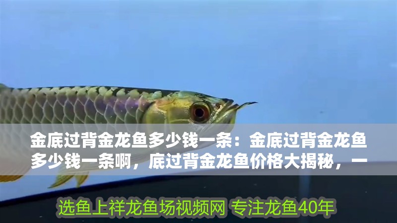金底過背金龍魚多少錢一條：金底過背金龍魚多少錢一條啊，底過背金龍魚價(jià)格大揭秘，一條究竟值多少