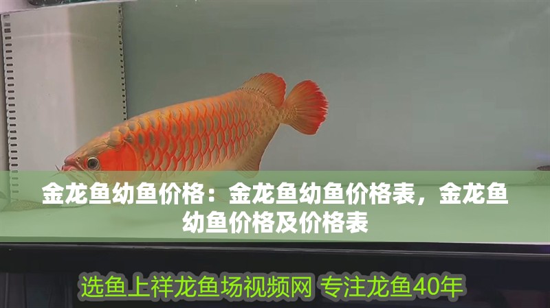 金龍魚幼魚價格：金龍魚幼魚價格表，金龍魚幼魚價格及價格表