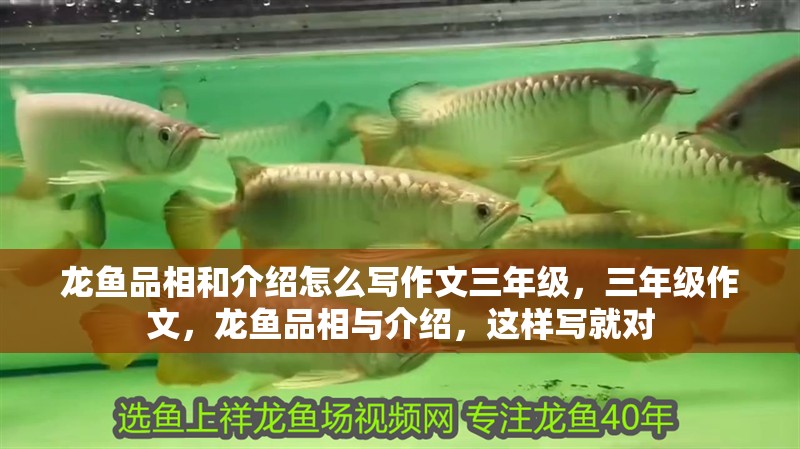 龍魚品相和介紹怎么寫作文三年級，三年級作文，龍魚品相與介紹，這樣寫就對