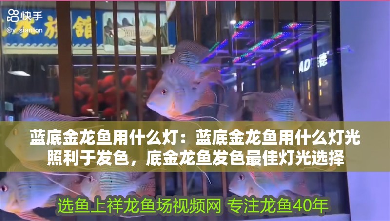 藍(lán)底金龍魚用什么燈：藍(lán)底金龍魚用什么燈光照利于發(fā)色，底金龍魚發(fā)色最佳燈光選擇 藍(lán)底金龍魚用什么燈：藍(lán)底金龍魚用什么燈光照利于發(fā)色，底金龍魚發(fā)色最佳燈光選擇 水族問答
