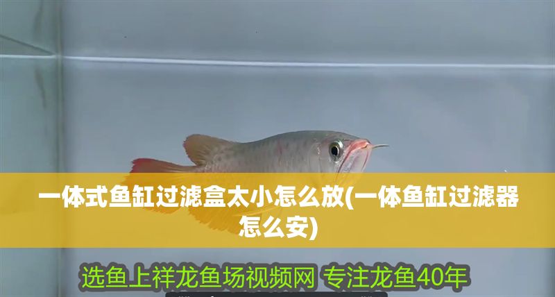 一體式魚缸過濾盒太小怎么放(一體魚缸過濾器怎么安)