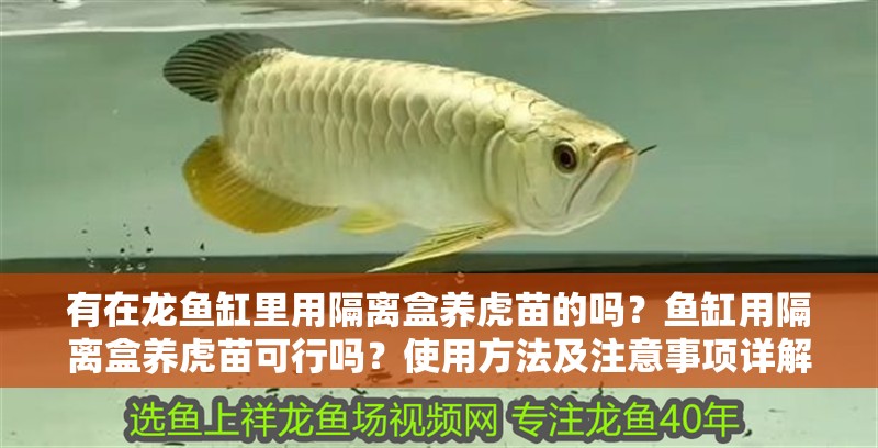 有在龍魚缸里用隔離盒養虎苗的嗎？魚缸用隔離盒養虎苗可行嗎？使用方法及注意事項詳解