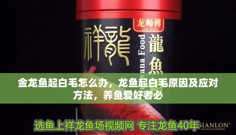 金龍魚起白毛怎么辦，龍魚起白毛原因及應對方法，養魚愛好者必
