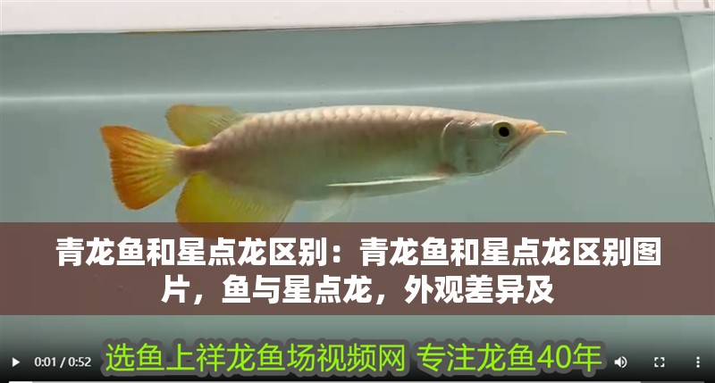 青龍魚和星點龍區(qū)別：青龍魚和星點龍區(qū)別圖片，魚與星點龍，外觀差異及