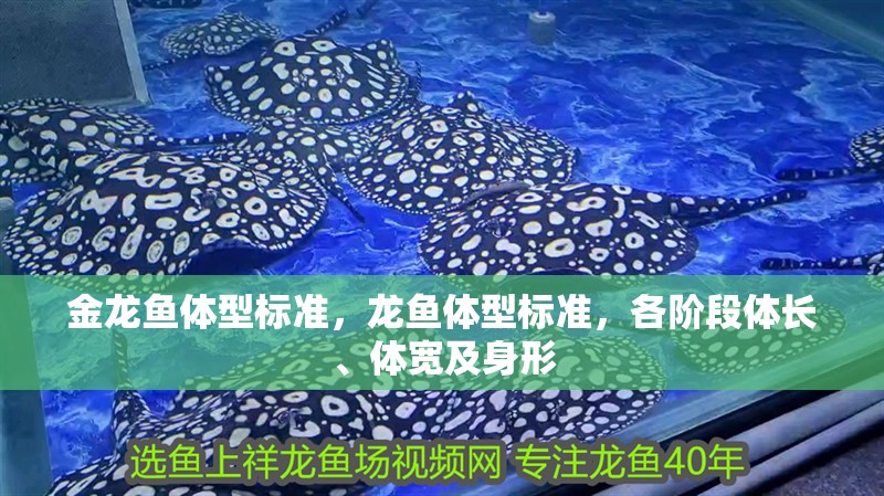 金龍魚體型標準，龍魚體型標準，各階段體長、體寬及身形