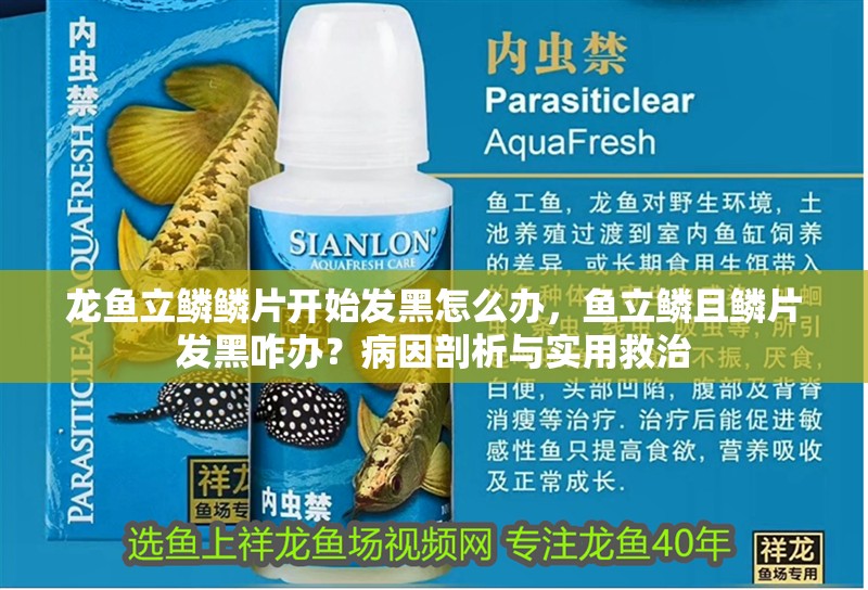龍魚立鱗鱗片開始發黑怎么辦，魚立鱗且鱗片發黑咋辦？病因剖析與實用救治
