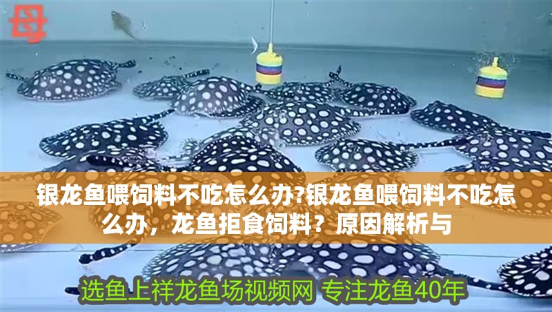 銀龍魚喂飼料不吃怎么辦?銀龍魚喂飼料不吃怎么辦，龍魚拒食飼料？原因解析與