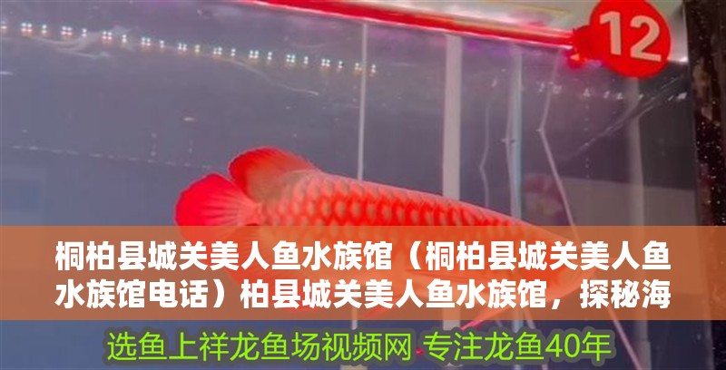 桐柏縣城關(guān)美人魚(yú)水族館（桐柏縣城關(guān)美人魚(yú)水族館電話）柏縣城關(guān)美人魚(yú)水族館，探秘海洋奇觀