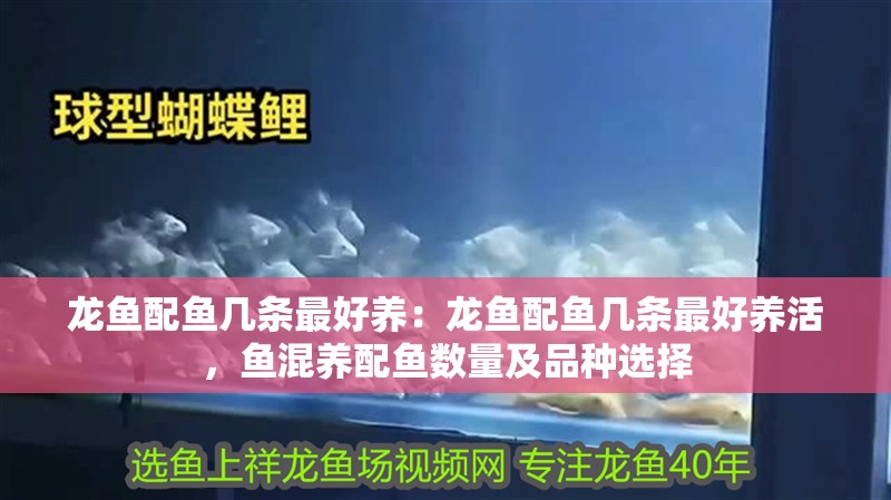 龍魚配魚幾條最好養：龍魚配魚幾條最好養活，魚混養配魚數量及品種選擇
