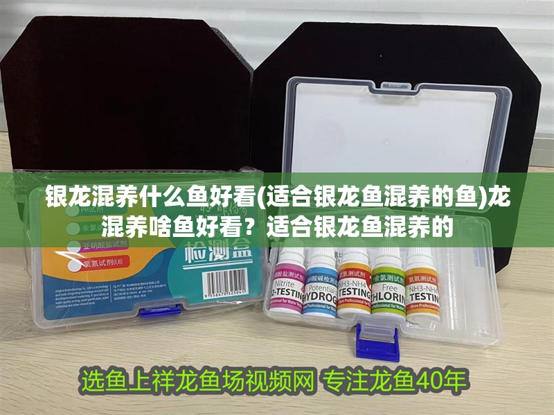 銀龍混養(yǎng)什么魚(yú)好看(適合銀龍魚(yú)混養(yǎng)的魚(yú))龍混養(yǎng)啥魚(yú)好看？適合銀龍魚(yú)混養(yǎng)的