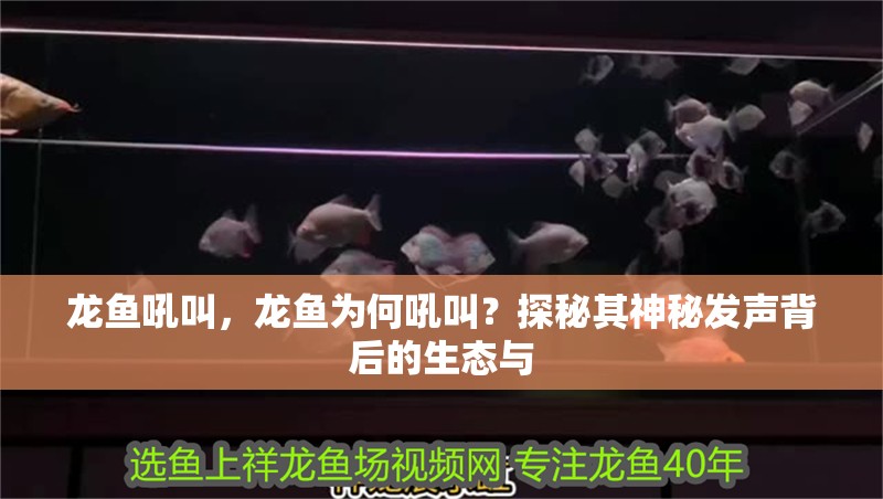 龍魚吼叫，龍魚為何吼叫？探秘其神秘發聲背后的生態與