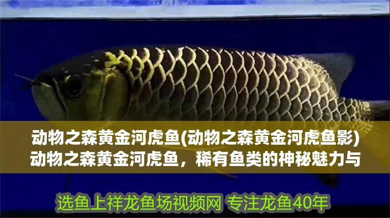 動物之森黃金河虎魚(動物之森黃金河虎魚影)動物之森黃金河虎魚，稀有魚類的神秘魅力與 動物之森黃金河虎魚(動物之森黃金河虎魚影)動物之森黃金河虎魚，稀有魚類的神秘魅力與 虎魚百科