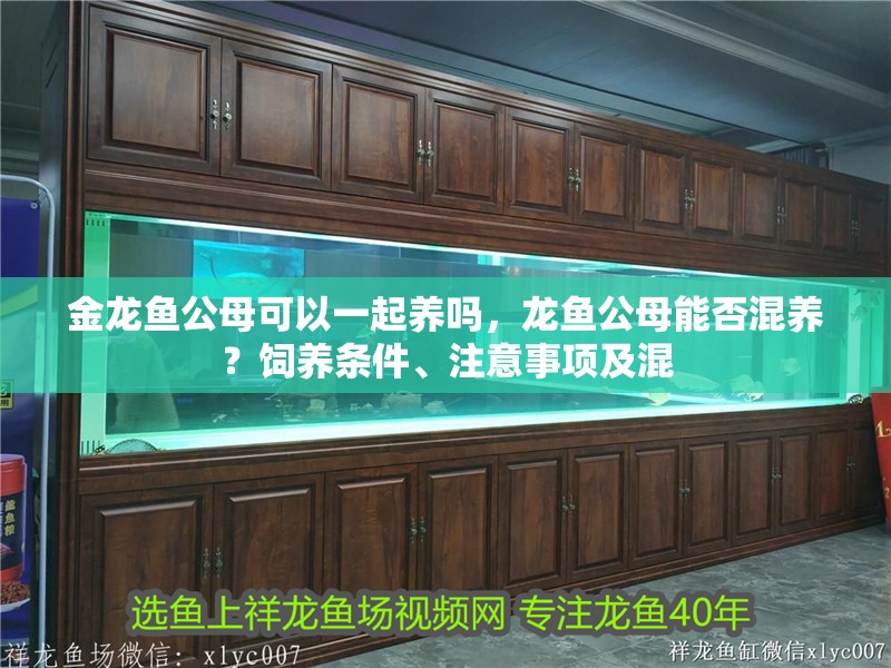 金龍魚公母可以一起養嗎，龍魚公母能否混養？飼養條件、注意事項及混 金龍魚公母可以一起養嗎，龍魚公母能否混養？飼養條件、注意事項及混 龍魚百科 第4張