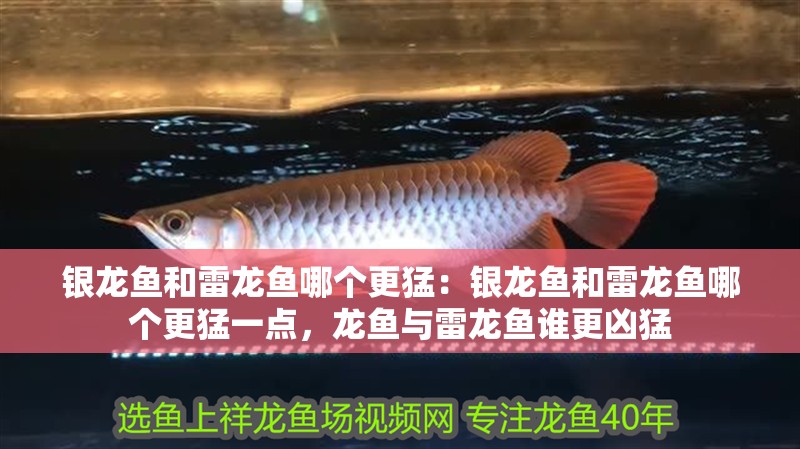 銀龍魚和雷龍魚哪個更猛：銀龍魚和雷龍魚哪個更猛一點，龍魚與雷龍魚誰更兇猛