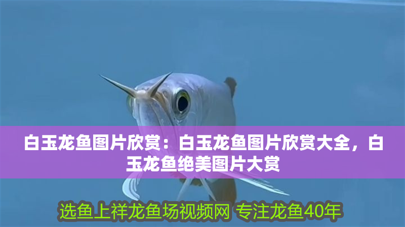 白玉龍魚圖片欣賞：白玉龍魚圖片欣賞大全，白玉龍魚絕美圖片大賞 白玉龍魚圖片欣賞：白玉龍魚圖片欣賞大全，白玉龍魚絕美圖片大賞 水族問答