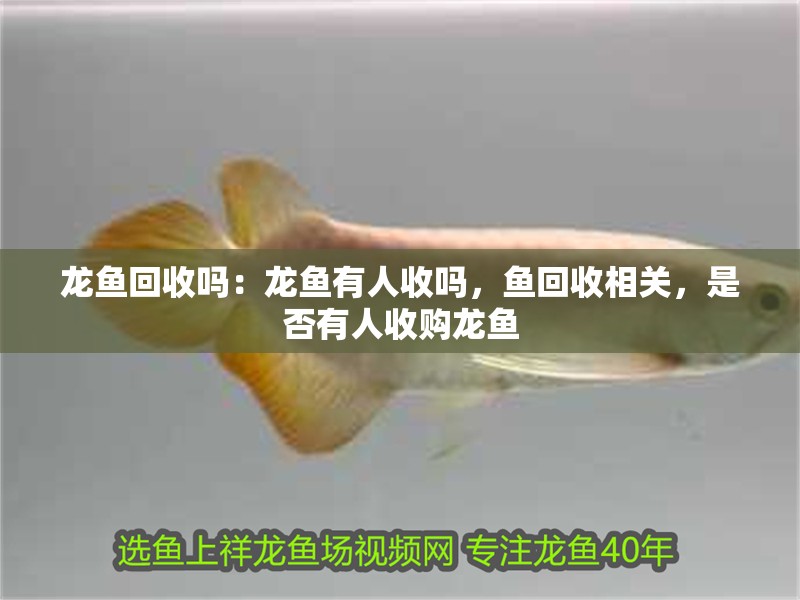 龍魚回收嗎：龍魚有人收嗎，魚回收相關，是否有人收購龍魚