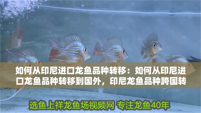 如何從印尼進口龍魚品種轉移：如何從印尼進口龍魚品種轉移到國外，印尼龍魚品種跨國轉移進口攻略