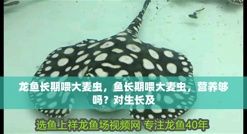 龍魚長期喂大麥蟲，魚長期喂大麥蟲，營養夠嗎？對生長及