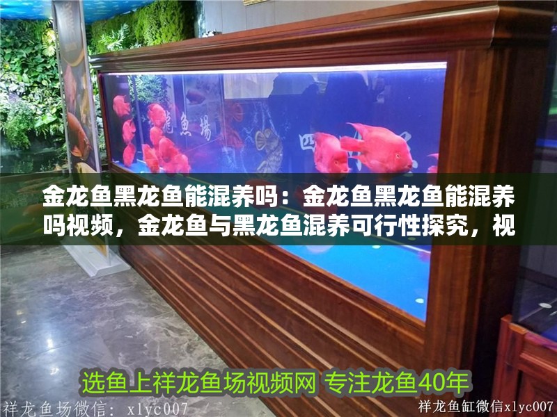 金龍魚黑龍魚能混養嗎：金龍魚黑龍魚能混養嗎視頻，金龍魚與黑龍魚混養可行性探究，視頻詳解