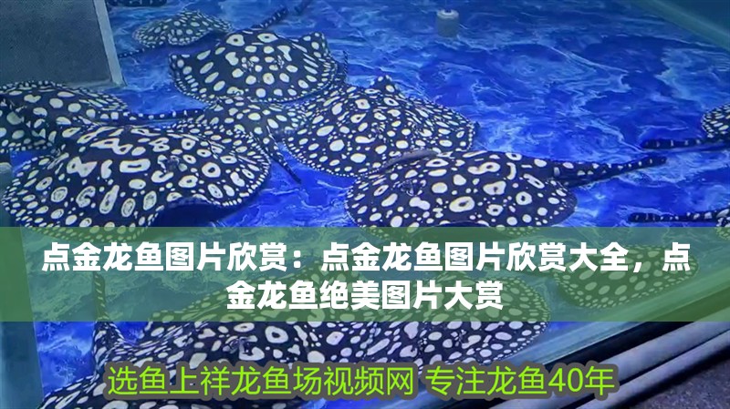 點(diǎn)金龍魚圖片欣賞：點(diǎn)金龍魚圖片欣賞大全，點(diǎn)金龍魚絕美圖片大賞