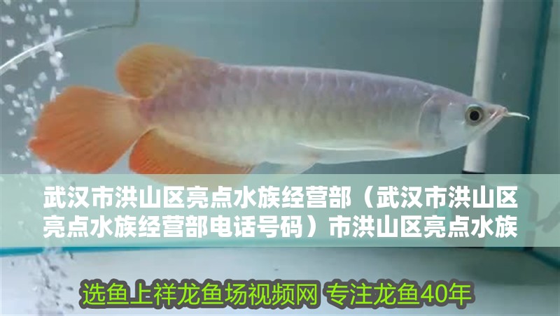 武漢市洪山區亮點水族經營部（武漢市洪山區亮點水族經營部電話號碼）市洪山區亮點水族經營部詳情及