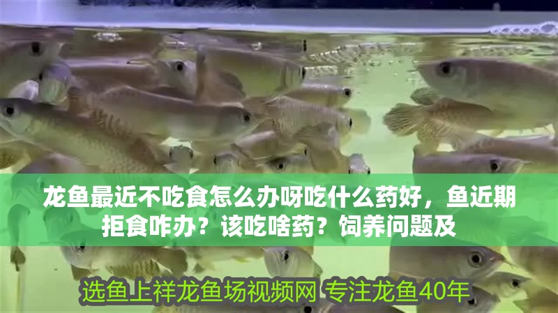 龍魚最近不吃食怎么辦呀吃什么藥好，魚近期拒食咋辦？該吃啥藥？飼養(yǎng)問題及