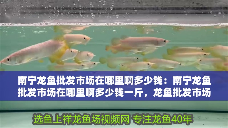 南寧龍魚批發(fā)市場在哪里啊多少錢：南寧龍魚批發(fā)市場在哪里啊多少錢一斤，龍魚批發(fā)市場位置及