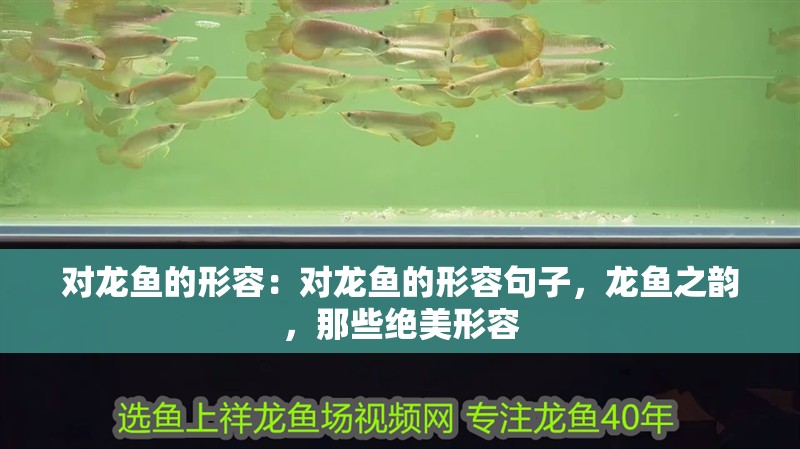 對龍魚的形容：對龍魚的形容句子，龍魚之韻，那些絕美形容