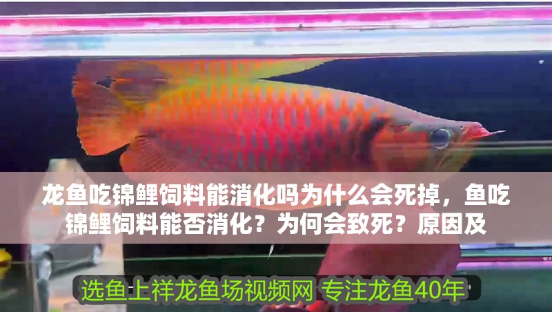 龍魚吃錦鯉飼料能消化嗎為什么會(huì)死掉，魚吃錦鯉飼料能否消化？為何會(huì)致死？原因及