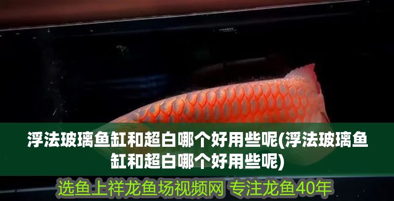 浮法玻璃魚缸和超白哪個好用些呢(浮法玻璃魚缸和超白哪個好用些呢)