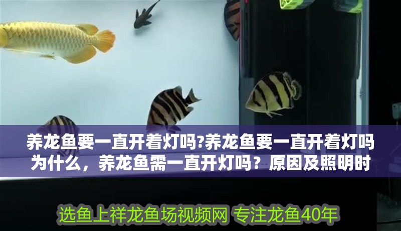養(yǎng)龍魚要一直開著燈嗎?養(yǎng)龍魚要一直開著燈嗎為什么，養(yǎng)龍魚需一直開燈嗎？原因及照明時(shí)長解析 養(yǎng)龍魚要一直開著燈嗎?養(yǎng)龍魚要一直開著燈嗎為什么，養(yǎng)龍魚需一直開燈嗎？原因及照明時(shí)長解析 水族問答