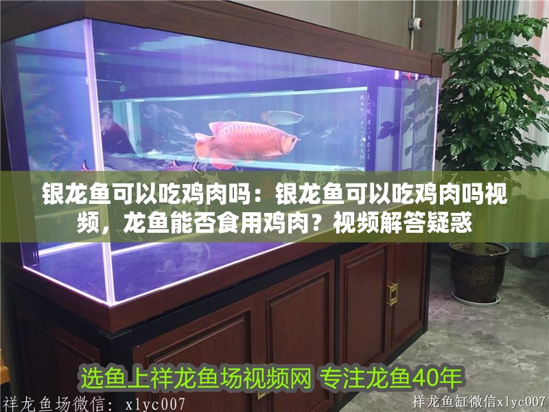 銀龍魚可以吃雞肉嗎：銀龍魚可以吃雞肉嗎視頻，龍魚能否食用雞肉？視頻解答疑惑