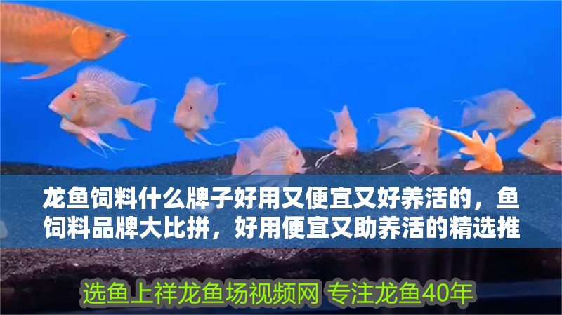 龍魚飼料什么牌子好用又便宜又好養活的，魚飼料品牌大比拼，好用便宜又助養活的精選推薦